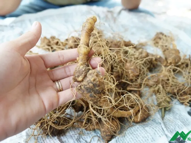 Tổng hợp chi tiết tác dụng của Sâm Ngọc Linh - Lưu ý quan trọng khi sử dụng