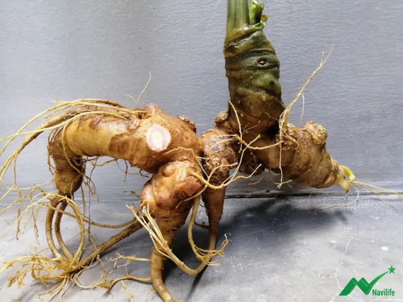 Tác dụng Sâm Ngọc Linh đối với sức khỏe - Dược liệu quý báu tại Việt Nam