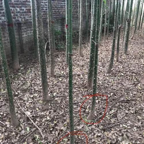 Cây Mỹ Nhân (Hồng Mỹ Nhân)