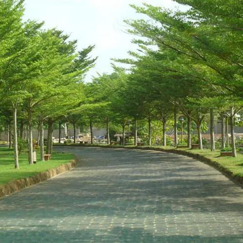 Cây Bàng Đài Loan