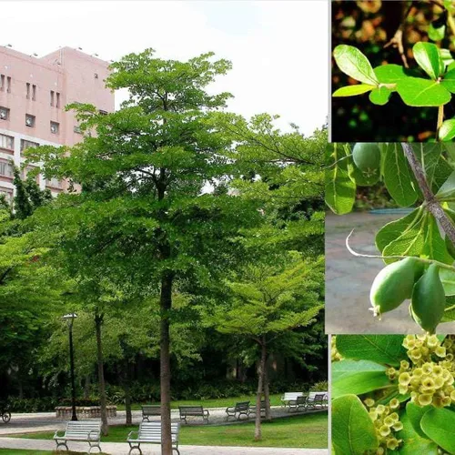 Cây Bàng Đài Loan