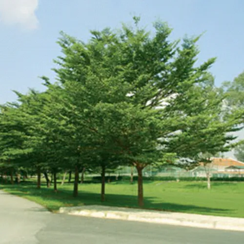 Cây Bàng Đài Loan