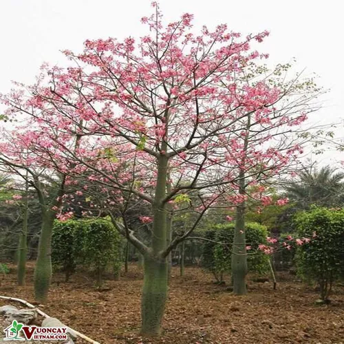 Cây Mỹ Nhân (Hồng Mỹ Nhân)