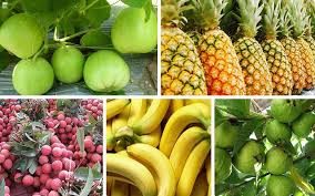 gói hút khí ethylene gói hút khí ethylene