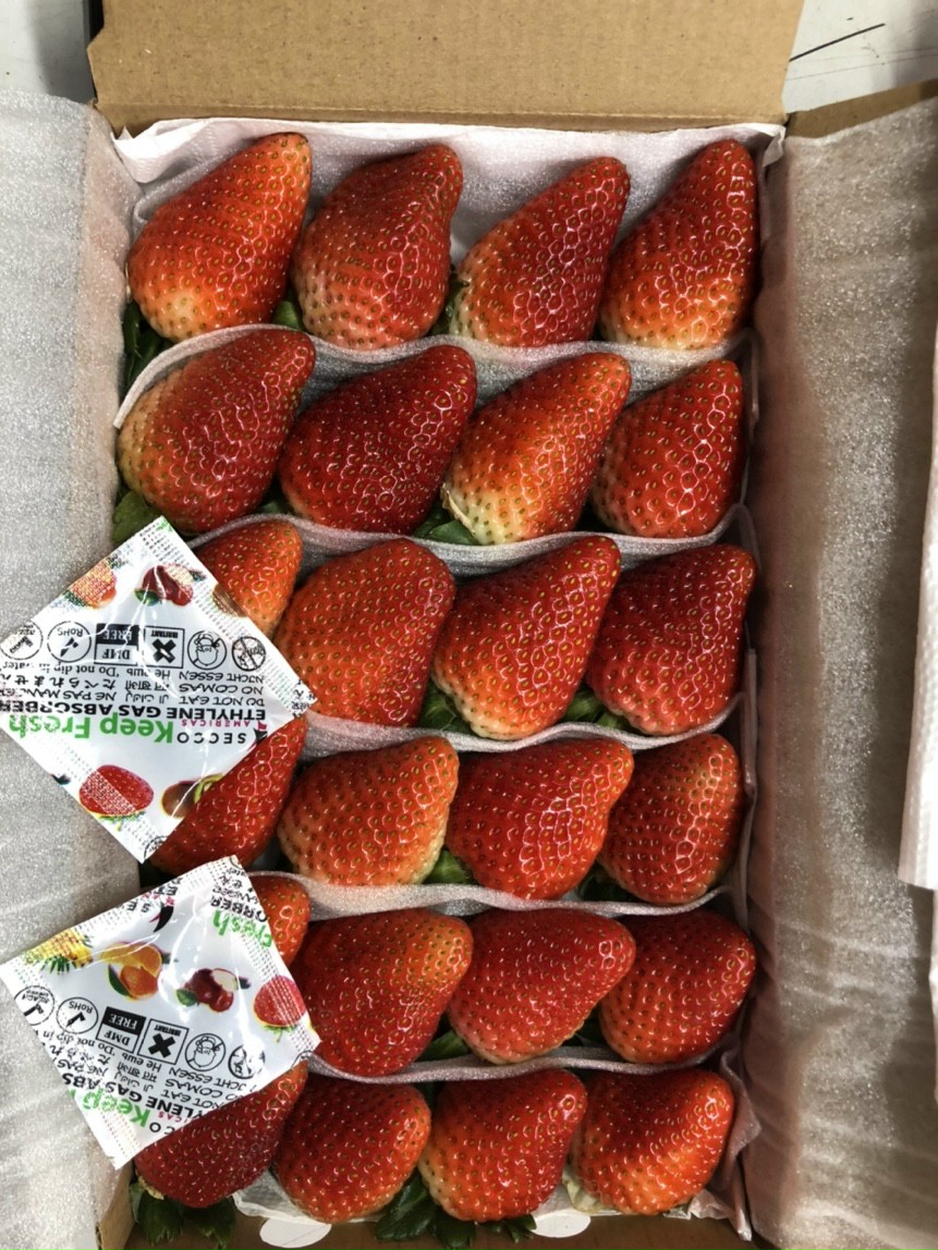 BÁN TÚI ETHYLEN BẢO QUẢN TRÁI CÂY TƯƠI- CHUỐI- XOÀI