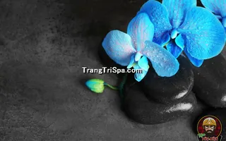 Mẫu Tranh Dán Tường 3D Tiệm Spa Kết Hợp Thảo Mộc Thể Hiện Sự Sang Trọng Và Đẳng Cấp Thẩm Mỹ 