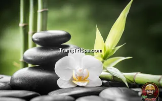 Mẫu Tranh Dán Tường 3D Tiệm Spa Kết Hợp Thảo Mộc Thể Hiện Sự Sang Trọng Và Đẳng Cấp Thẩm Mỹ 