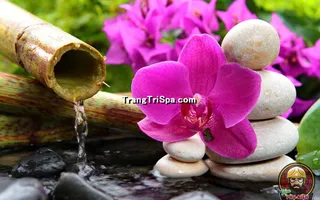Tranh Hoa 3D Dán Tường Trang Trí Spa Phong Cách Đương Đại Và Sang Trọng 