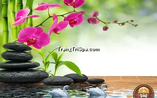 Tranh Hoa 3D Dán Tường Trang Trí Spa Phong Cách Đương Đại Và Sang Trọng 