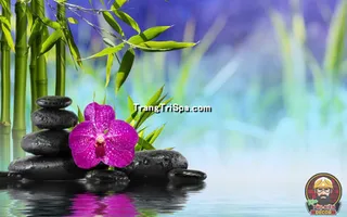 Tranh Hoa 3D Dán Tường Trang Trí Spa Phong Cách Đương Đại Và Sang Trọng 