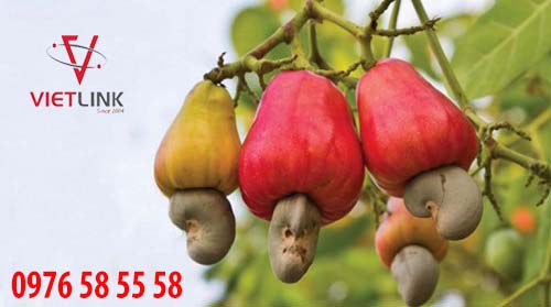 qua-dieu-dao-lon-hot