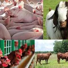 THỦ TỤC ĐĂNG KÍ KIỂM DỊCH GIA SÚC NHẬP KHẨU