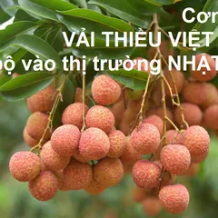CƠN BÃO VẢI THIỀU VIỆT NAM ĐỔ BỘ VÀO NHẬT BẢN