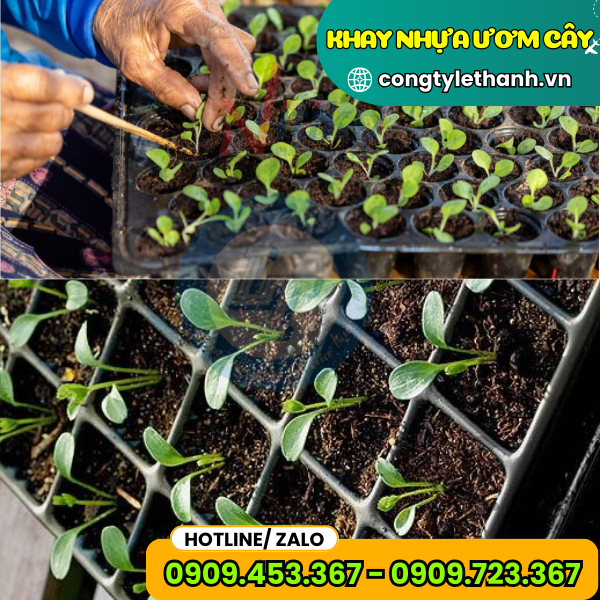 KHAY NHỰA ƯƠM HẠT GIỐNG GIÁ RẺ giống mầm trồng vào khay nhựa