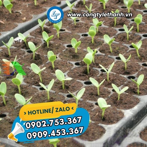 NHÀ CUNG CẤP SỈ KHAY ƯƠM HẠT GIỐNG 200 LỖ GIÁ RẺ khay ươm cây giống