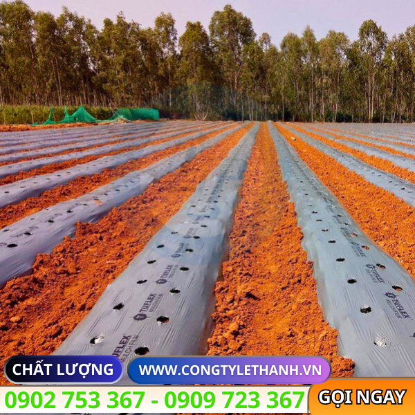 Sỉ lẻ cuộn màng phủ nông nghiệp đục lỗ sẵn Sỉ lẻ cuộn màng phủ nông nghiệp đục lỗ sẵn