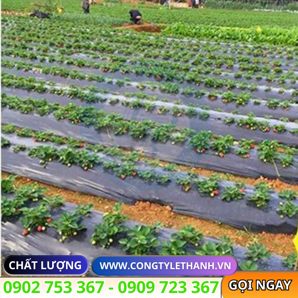 Sỉ lẻ cuộn màng phủ nông nghiệp đục lỗ sẵn Sỉ lẻ cuộn màng phủ nông nghiệp đục lỗ sẵn