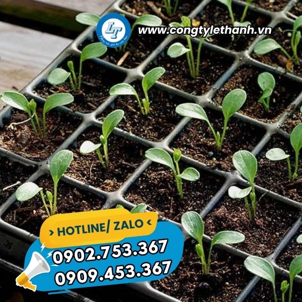 NHÀ CUNG CẤP SỈ KHAY ƯƠM HẠT GIỐNG 200 LỖ GIÁ RẺ ứng dụng khay ươm cây giống