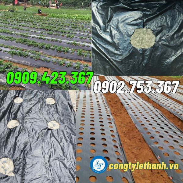 NHÀ PHÂN PHỐI SỈ MÀNG PHỦ NÔNG NGHIỆP ĐỤC LỖ SẴN ứng dụng màng phủ nông nghiệp