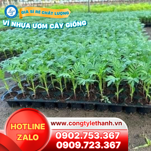 Vỉ nhựa ươm cây giống, hạt giống giá sỉ Vỉ nhựa ươm cây giống phát triển tốt