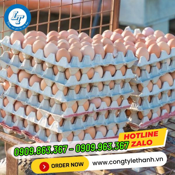 BÁN SỈ VỈ TRỨNG GIẤY MALAYSIA GIÁ RẺ, GIAO TẬN NƠI ừng dụng của vỉ trứng giấy