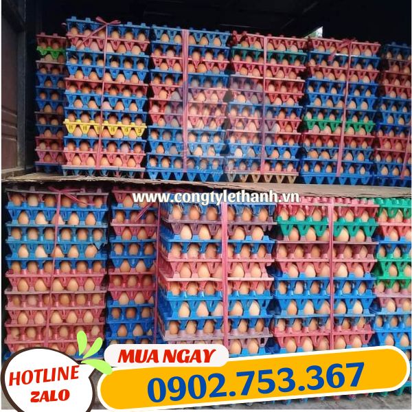 Vỉ trứng nhựa giá rẻ nhiều loại chất lượng Vỉ trứng nhựa giá rẻ nhiều loại chất lượng