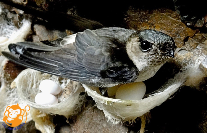 Yến sào Yến sào