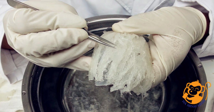 Yến sào Yến sào