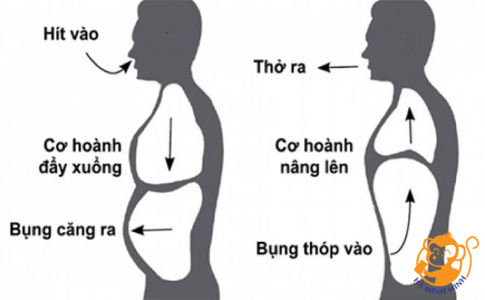 Yến sào Yến sào