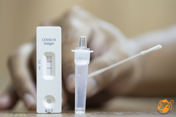 yến sào yến sào