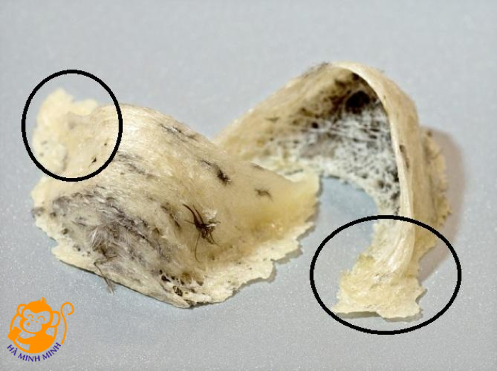 Chân yến Chân yến