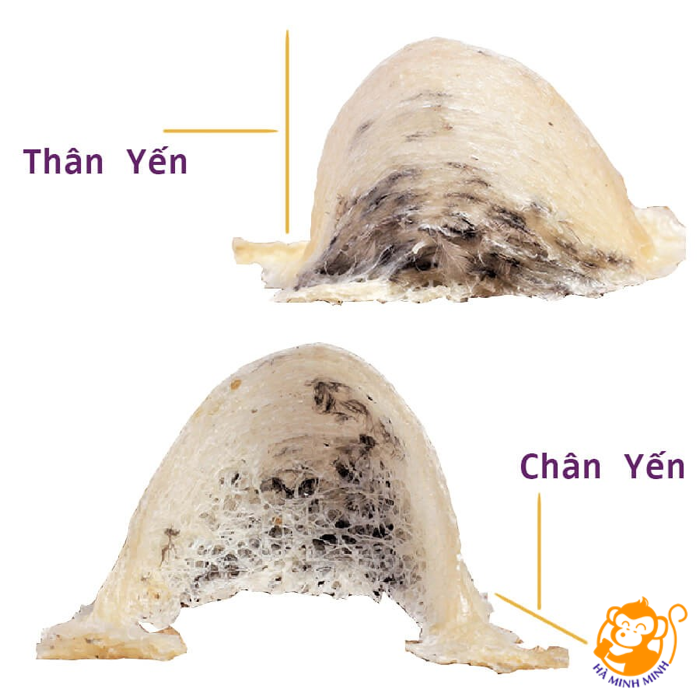 Chân yến Chân yến