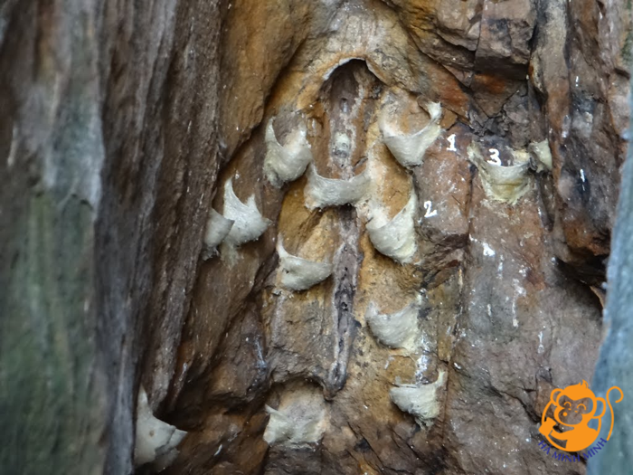 giá yến sào cho trẻ em giá yến sào cho trẻ em