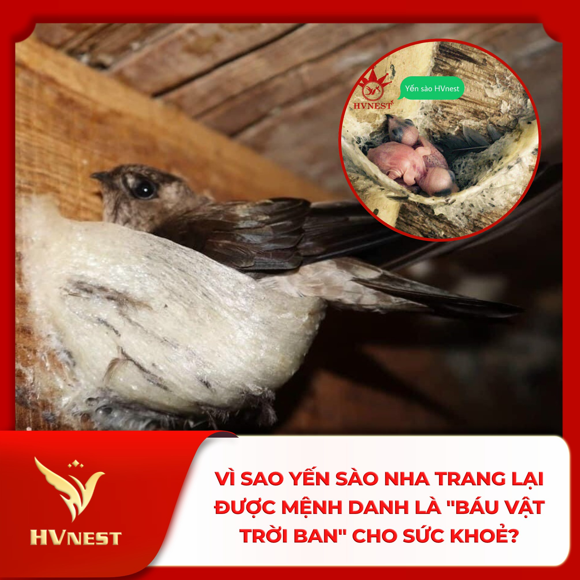 tác dụng của tổ yến tác dụng của tổ yến