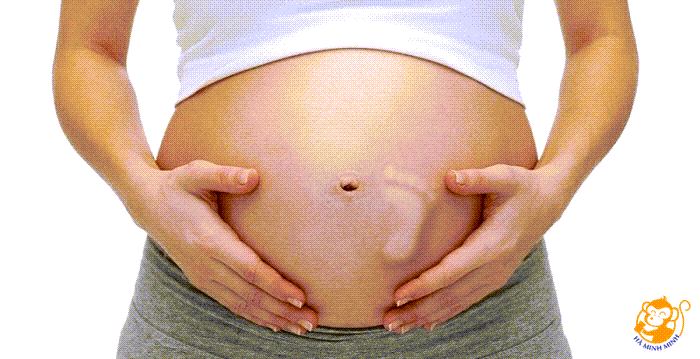 Tổ yến Tổ yến