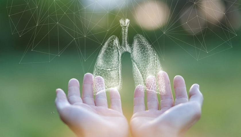 yến sào yến sào