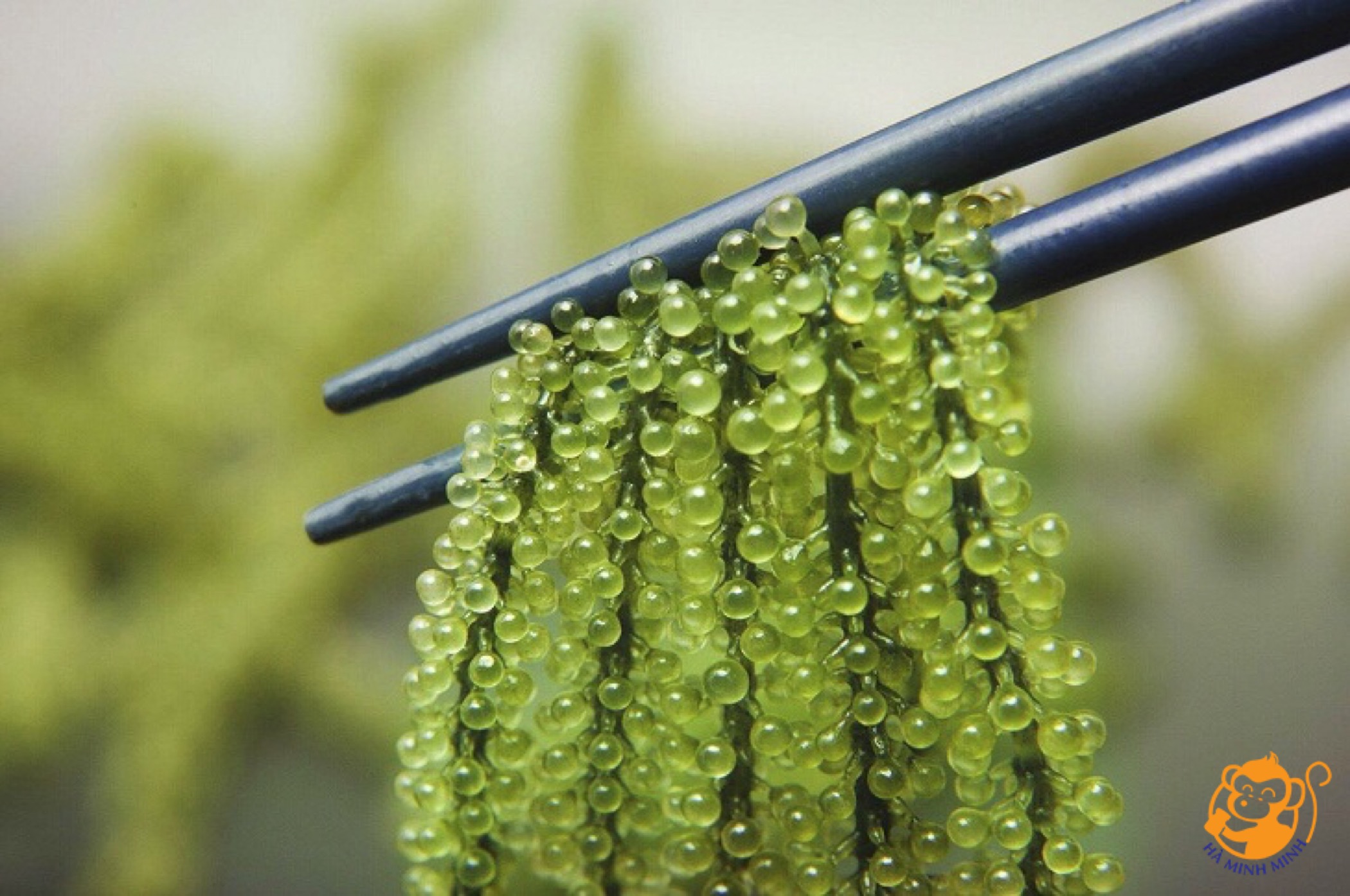 Thạch yến sào rong nho Hvnest Thạch yến sào rong nho Hvnest