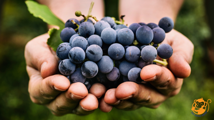 Thạch yến sào rong nho nho đen Thạch yến sào rong nho nho đen