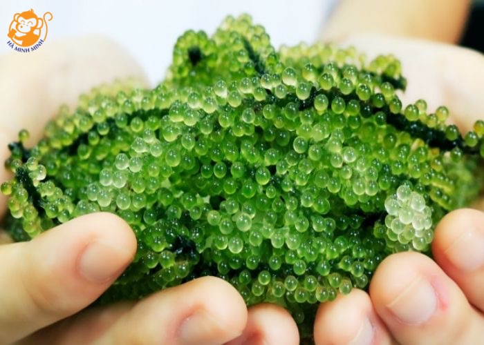 Thạch yến sào rong nho Thạch yến sào rong nho