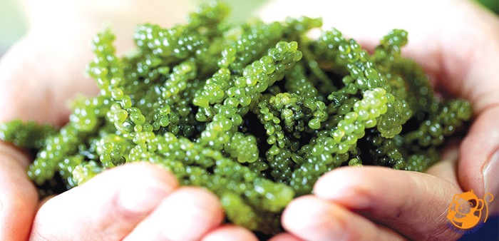 Thạch yến sào rong nho Thạch yến sào rong nho