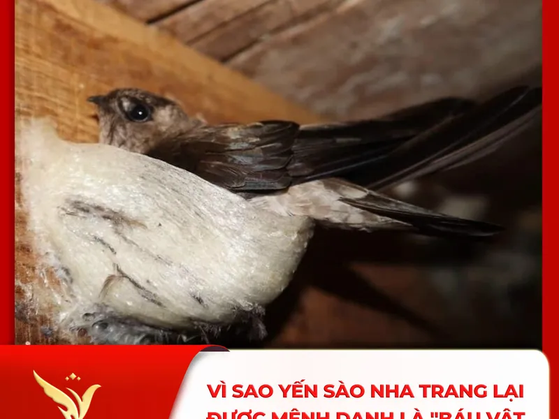 Lý do nên chọn yến sào Hvnest làm quà biếu dịp lễ Tết