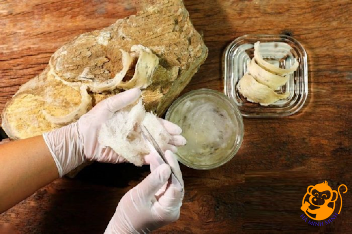 tổ yến còn lông tổ yến còn lông