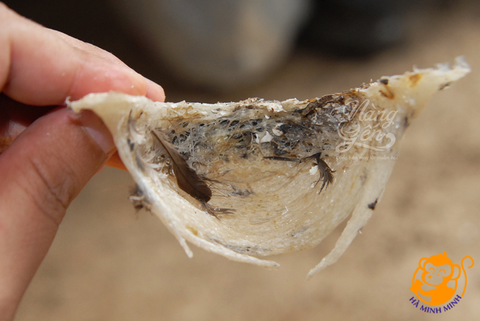 tổ yến tổ yến