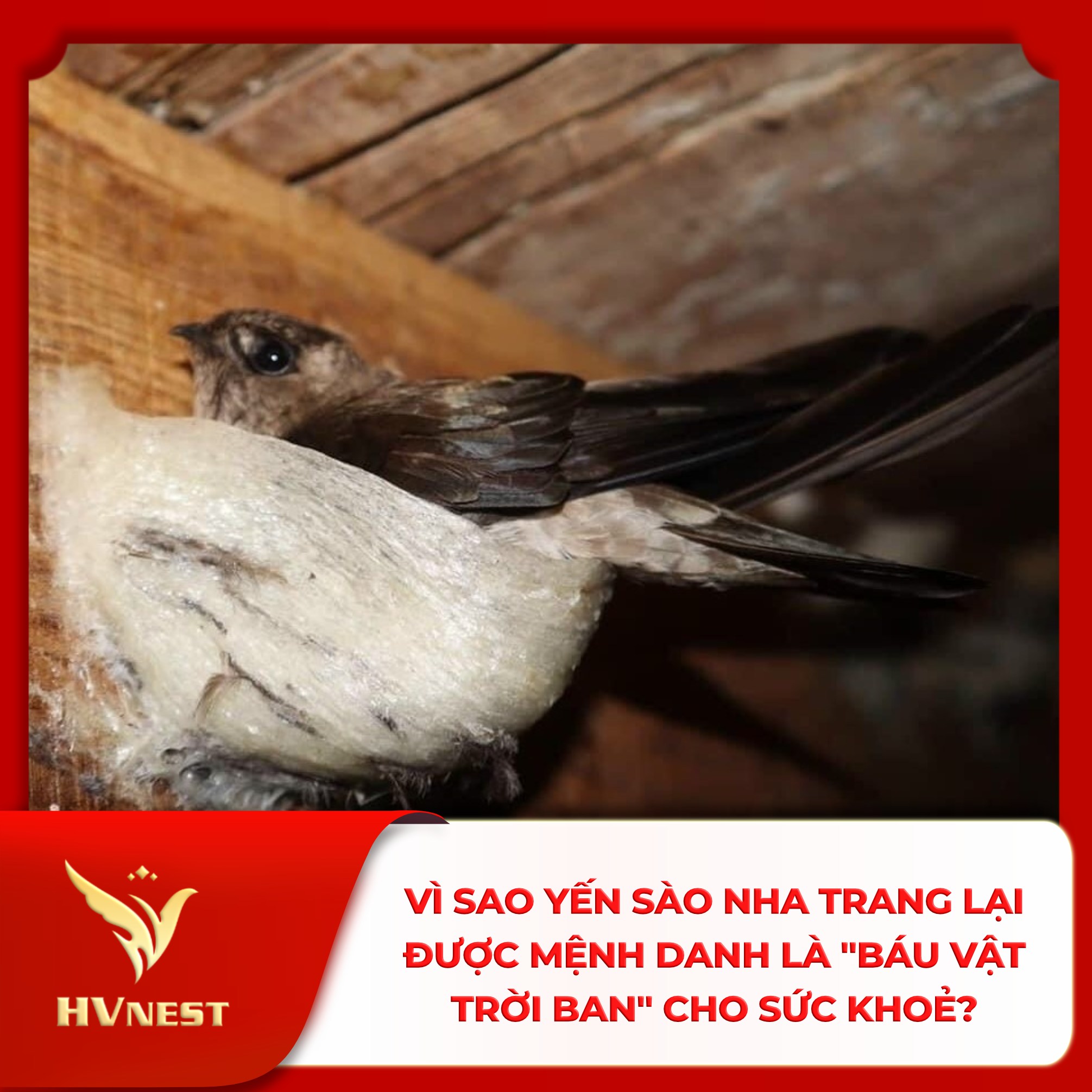 yến sào yến sào