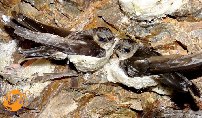 Yến sào Yến sào