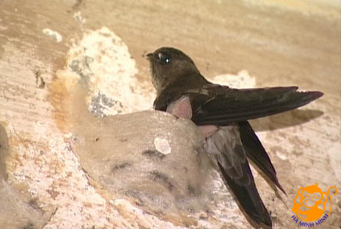 Yến sào Yến sào