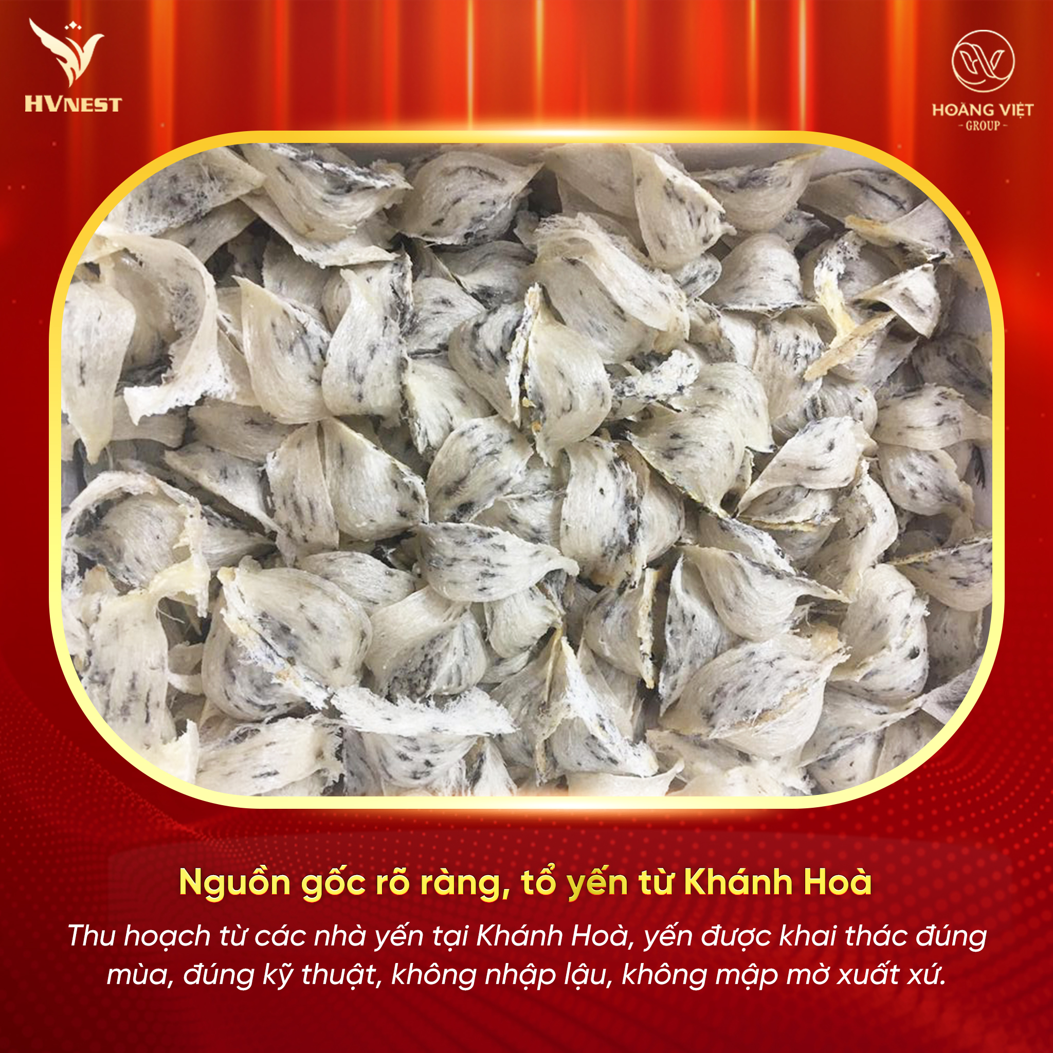 yến thô nguyên tổ yến thô nguyên tổ