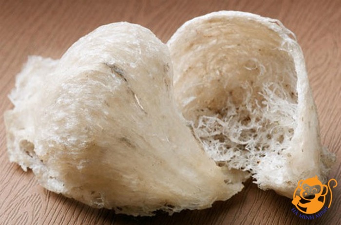 yến tổ yến tổ