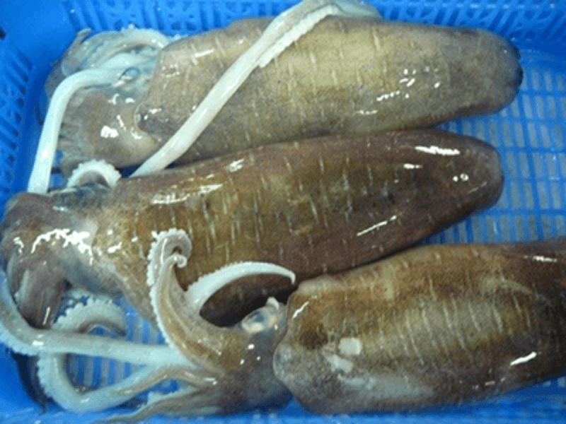 How to choose fresh squid