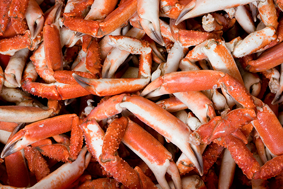 Spider Crab Claws